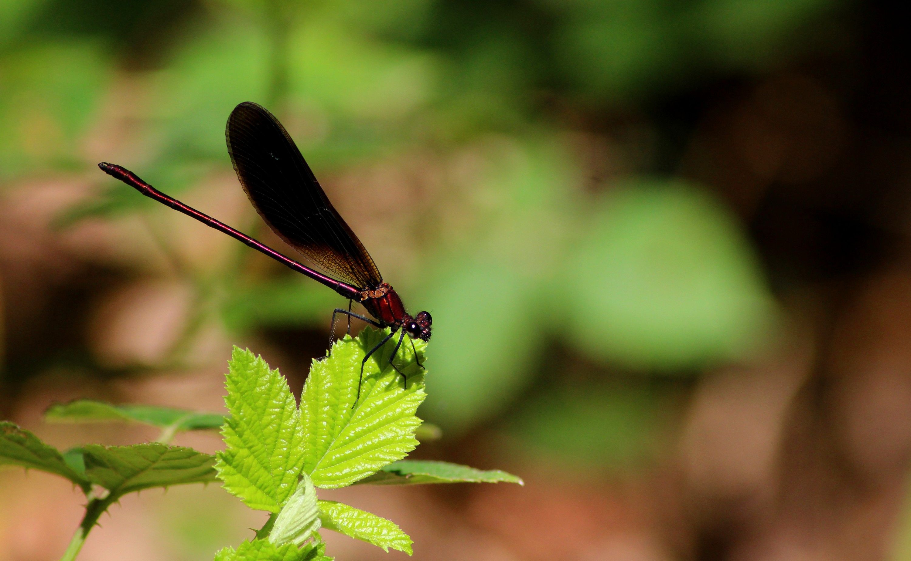 Fonds d'cran Animaux Insectes - Libellules Calopteryx haemorrhoidalis