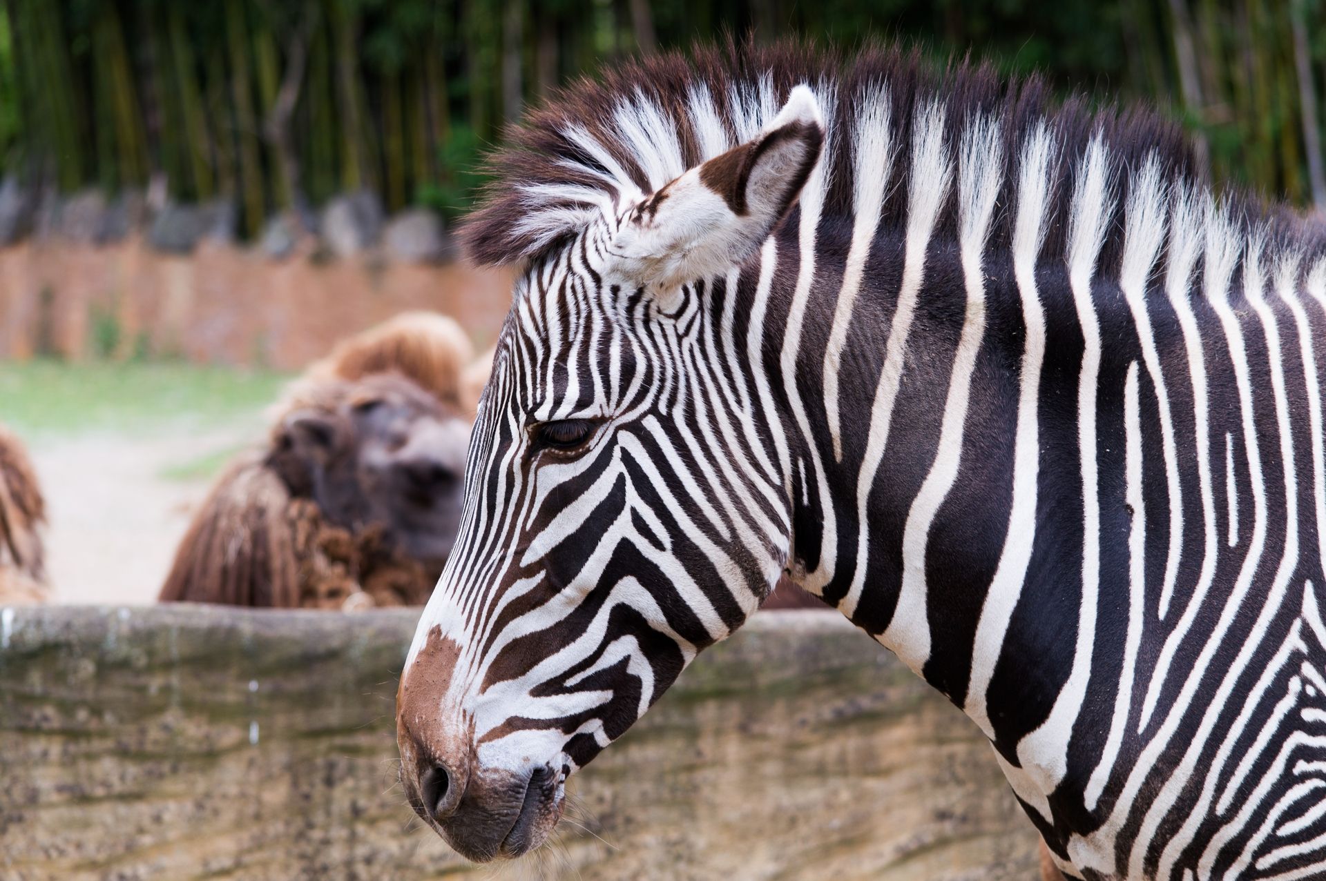 Wallpapers Animals Zebras 