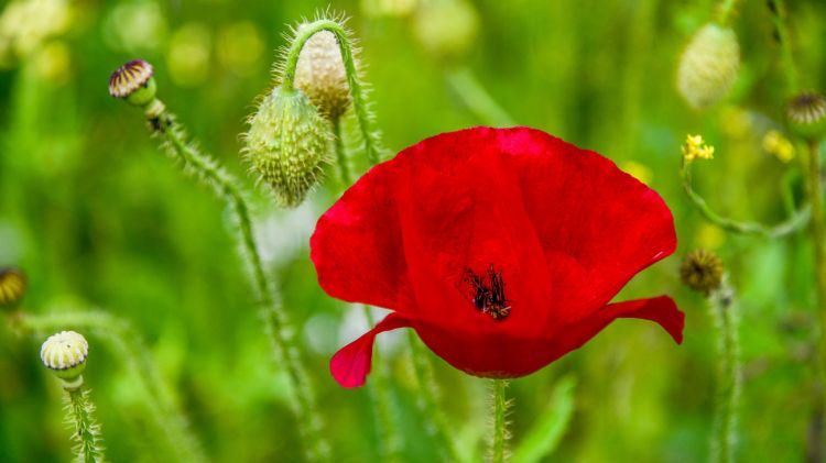 Fonds d'cran Nature Fleurs Coquelicot