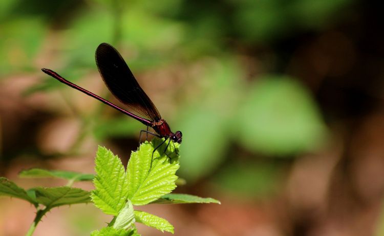 Fonds d'cran Animaux Insectes - Libellules Calopteryx haemorrhoidalis