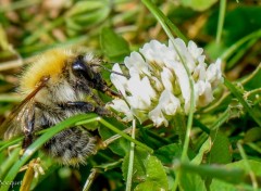  Animaux Abeille sur fleur de trefle