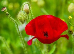  Nature Coquelicot