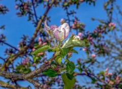  Nature Fleurs de pommier