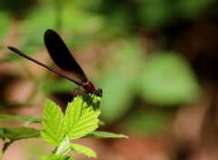  Animaux Calopteryx haemorrhoidalis