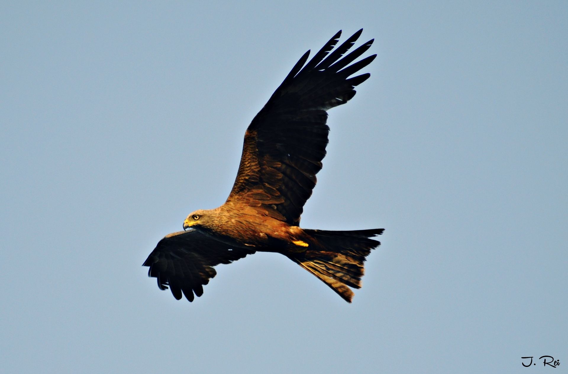 Fonds d'cran Animaux Oiseaux - Aigles Aigle