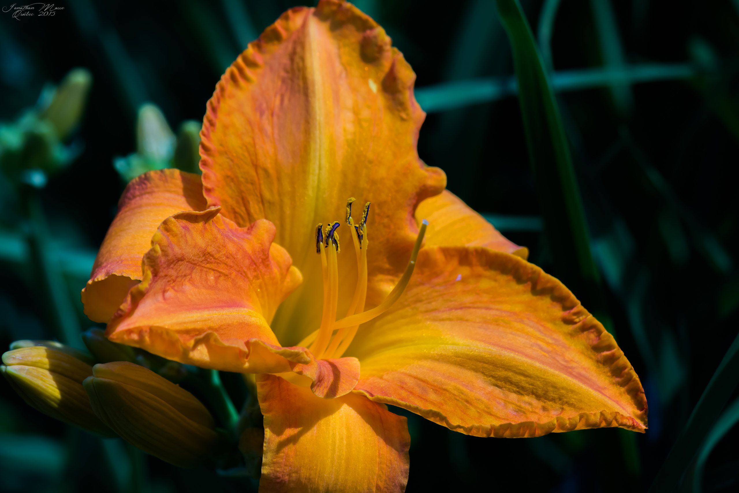 Wallpapers Nature Flowers Fleur jaune