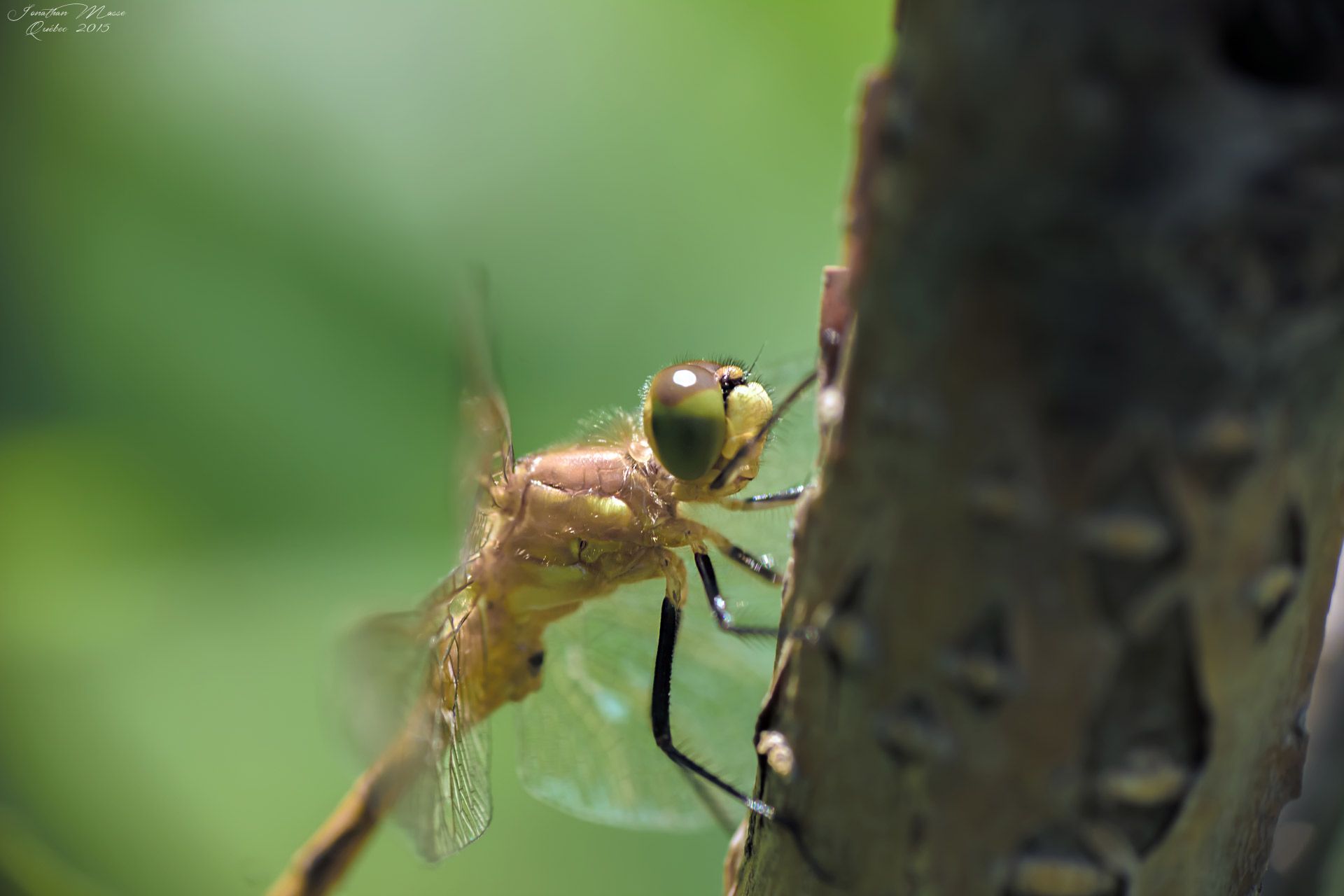 Wallpapers Animals Insects - Dragonflies Portrait de libellule