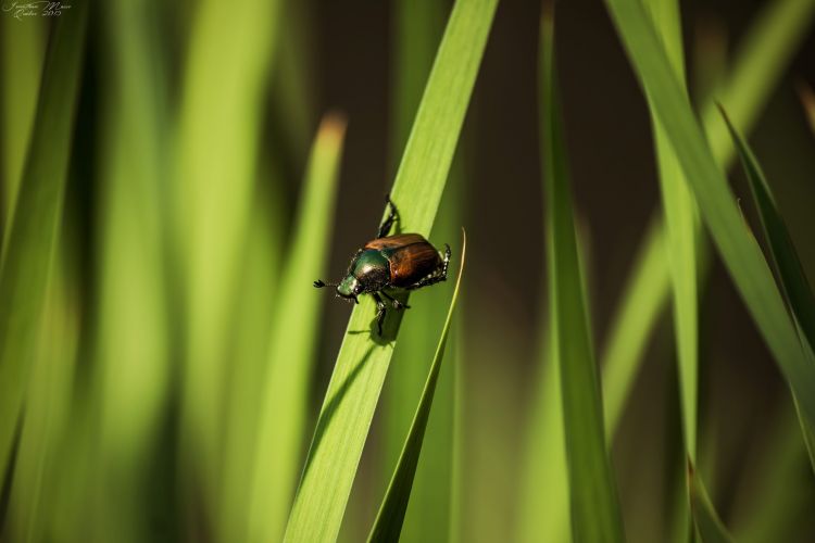 Fonds d'cran Animaux Insectes - Scarabes Scarabée