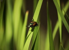  Animaux Scarabée