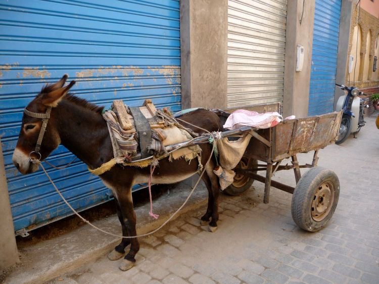 Fonds d'cran Animaux Anes Véhicule de transport au Maroc