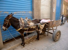  Animaux Véhicule de transport au Maroc