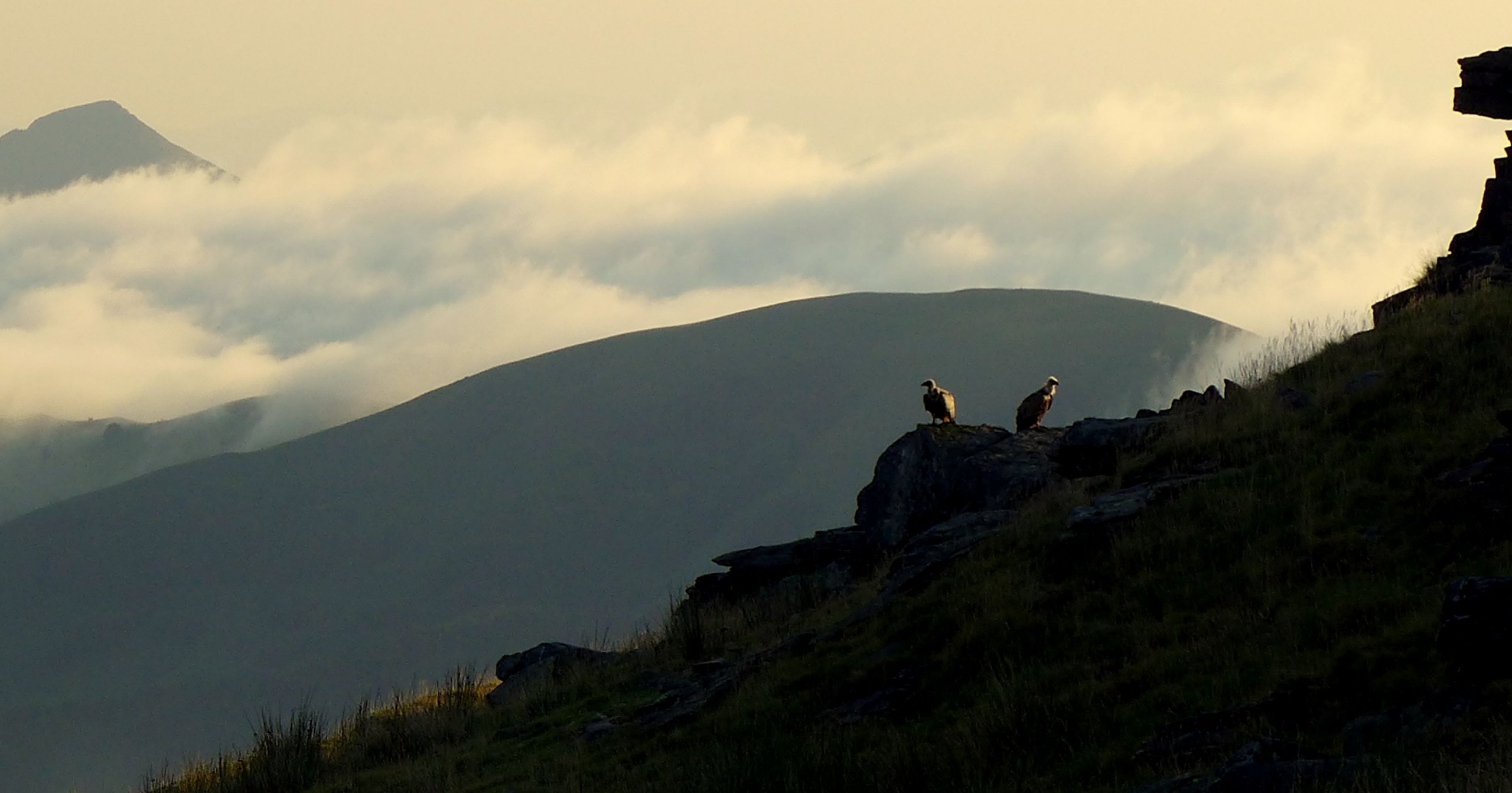 Wallpapers Animals Birds - Vultures 