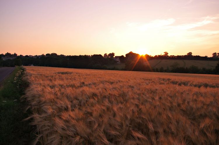 Fonds d'cran Nature Couchers et levers de Soleil Coucher du soleil sur la campagne normande