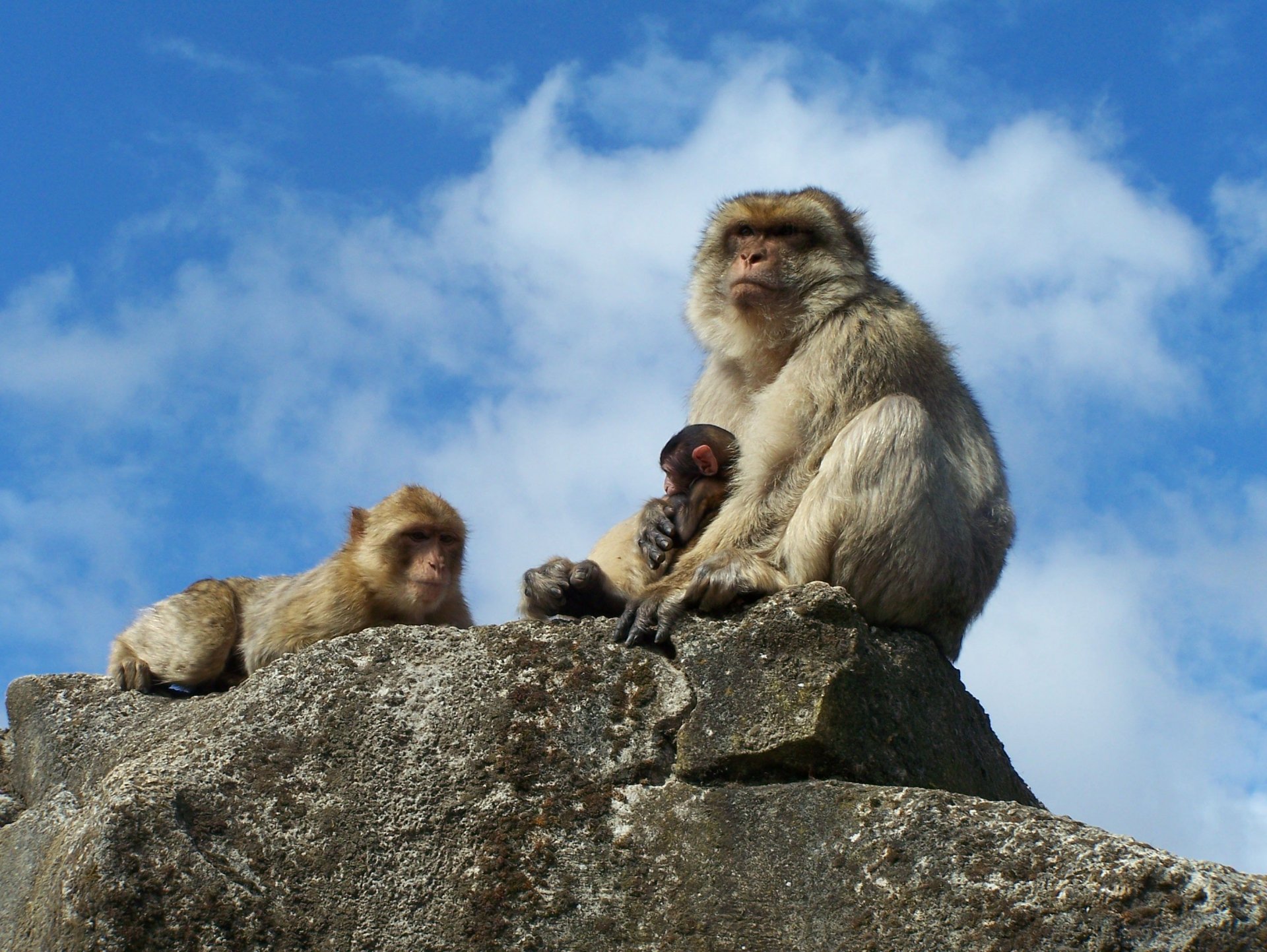 Fonds d'cran Animaux Singes 