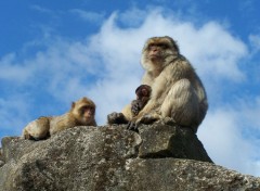  Animaux Image sans titre N411283