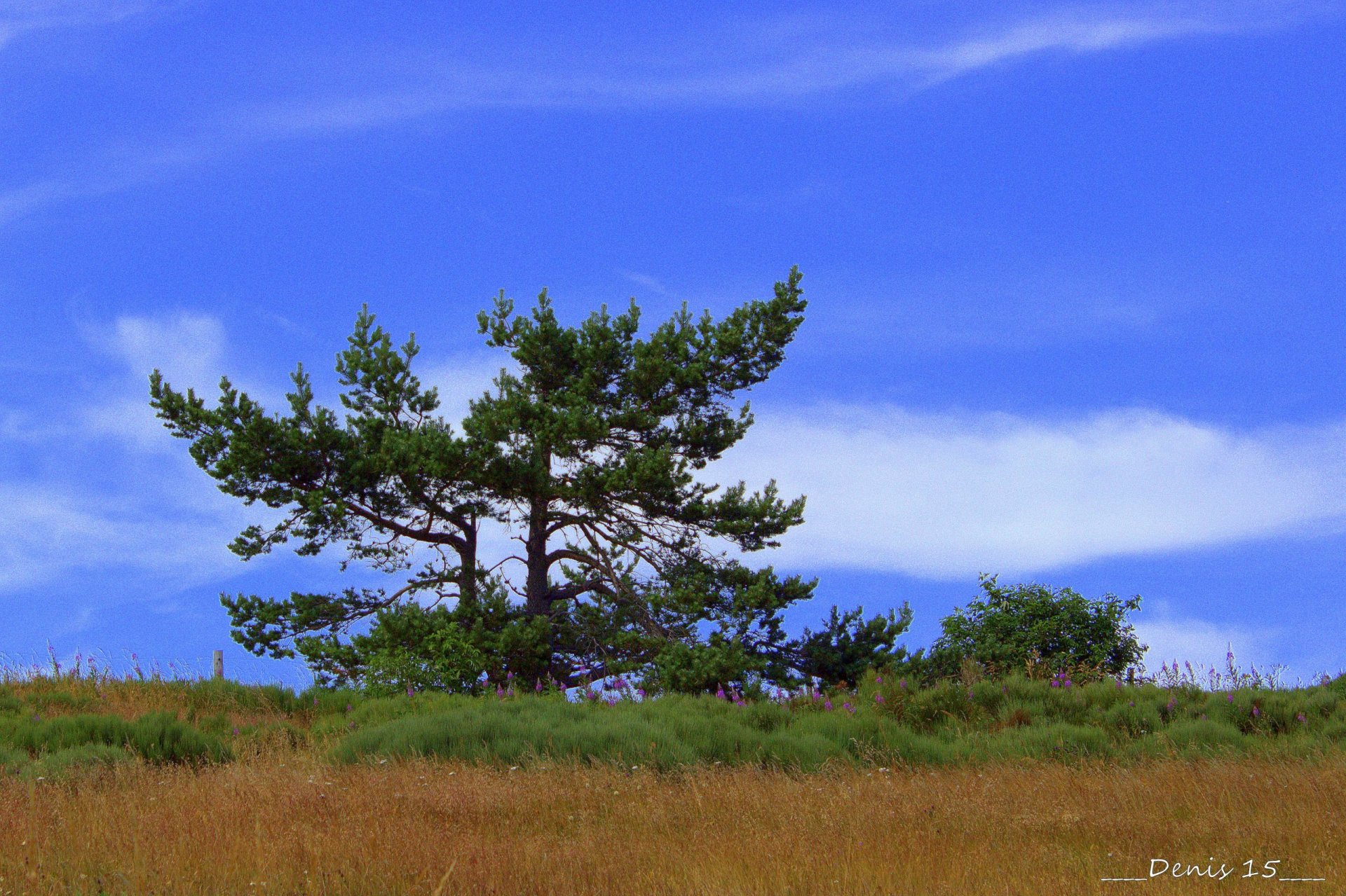 Wallpapers Nature Trees - Forests 