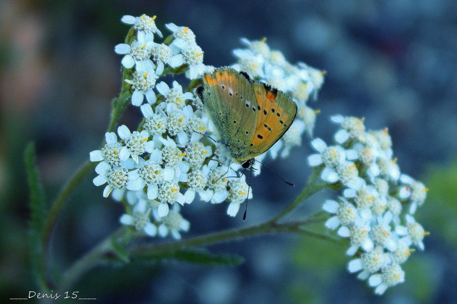 Fonds d'cran Animaux Insectes - Papillons 