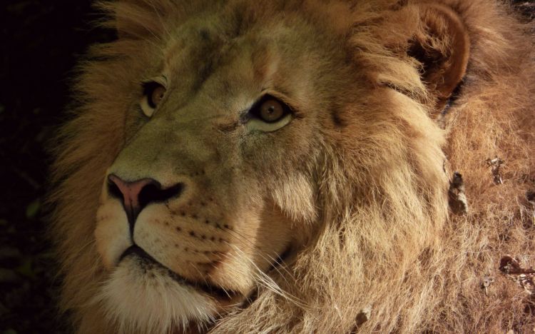 Fonds d'cran Animaux Flins - Lions Regard souverain