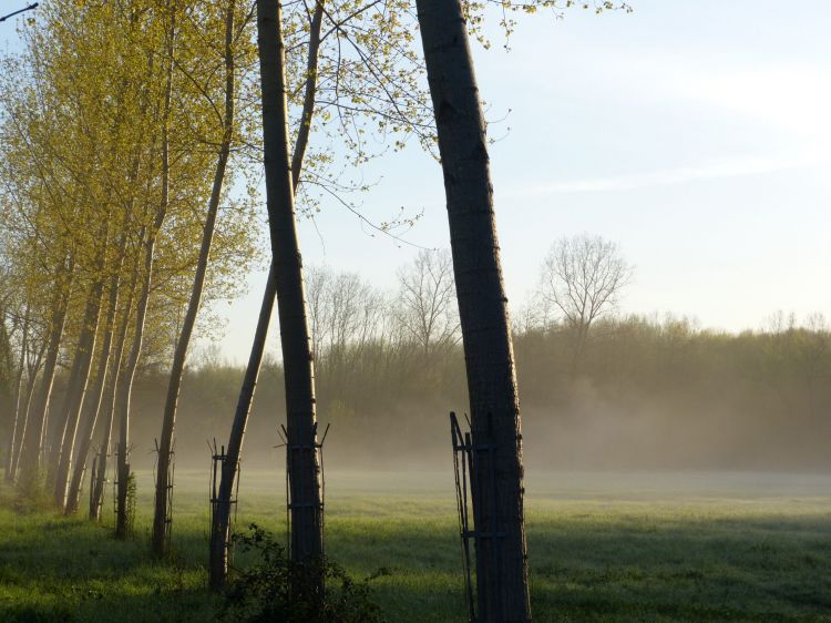 Wallpapers Nature Trees - Forests Peupliers dans le marais Poitevin