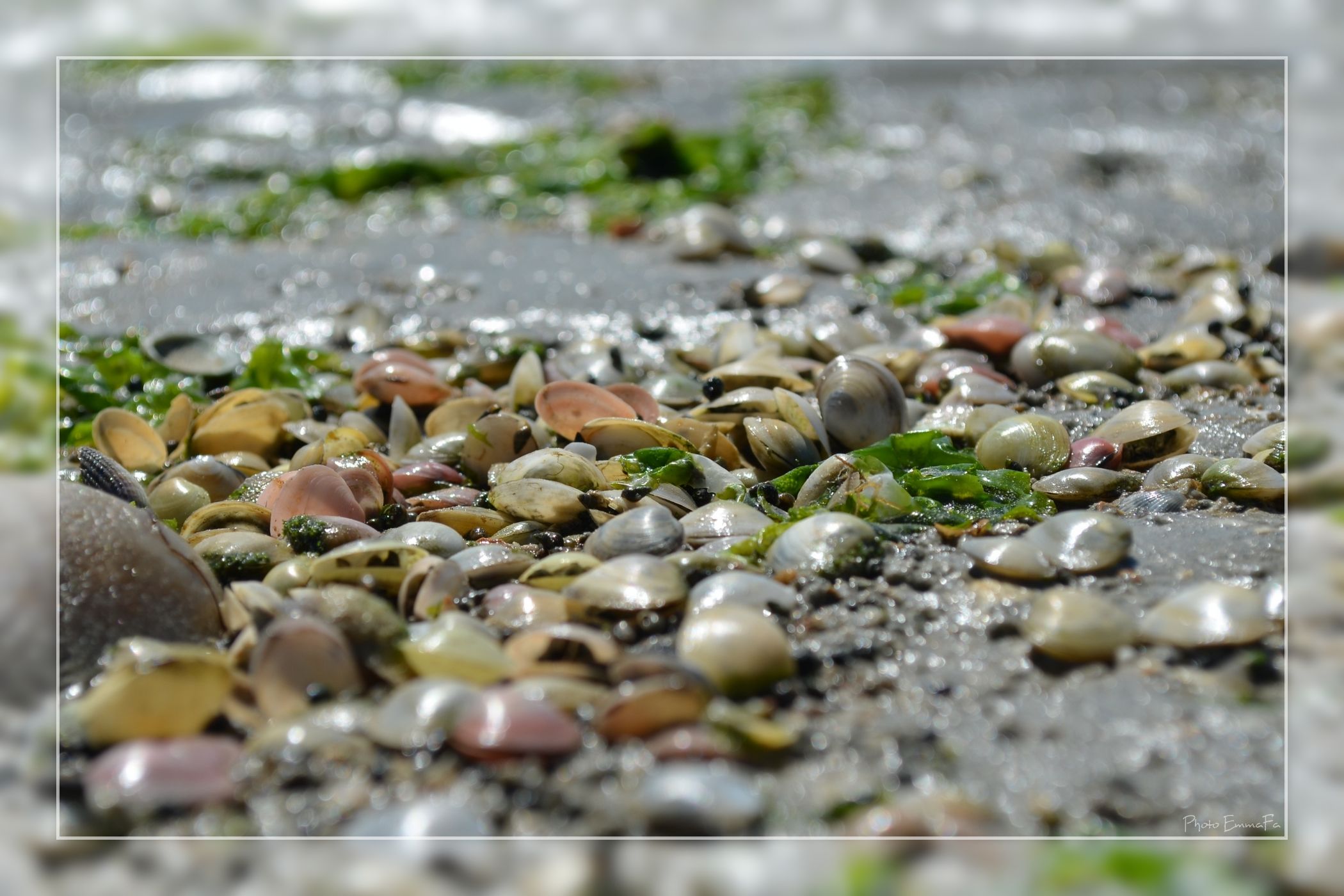 Wallpapers Nature Shells Mare basse