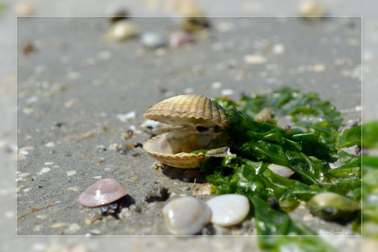 Wallpapers Nature Shells Mare basse