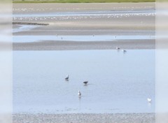  Nature Baie de Somme