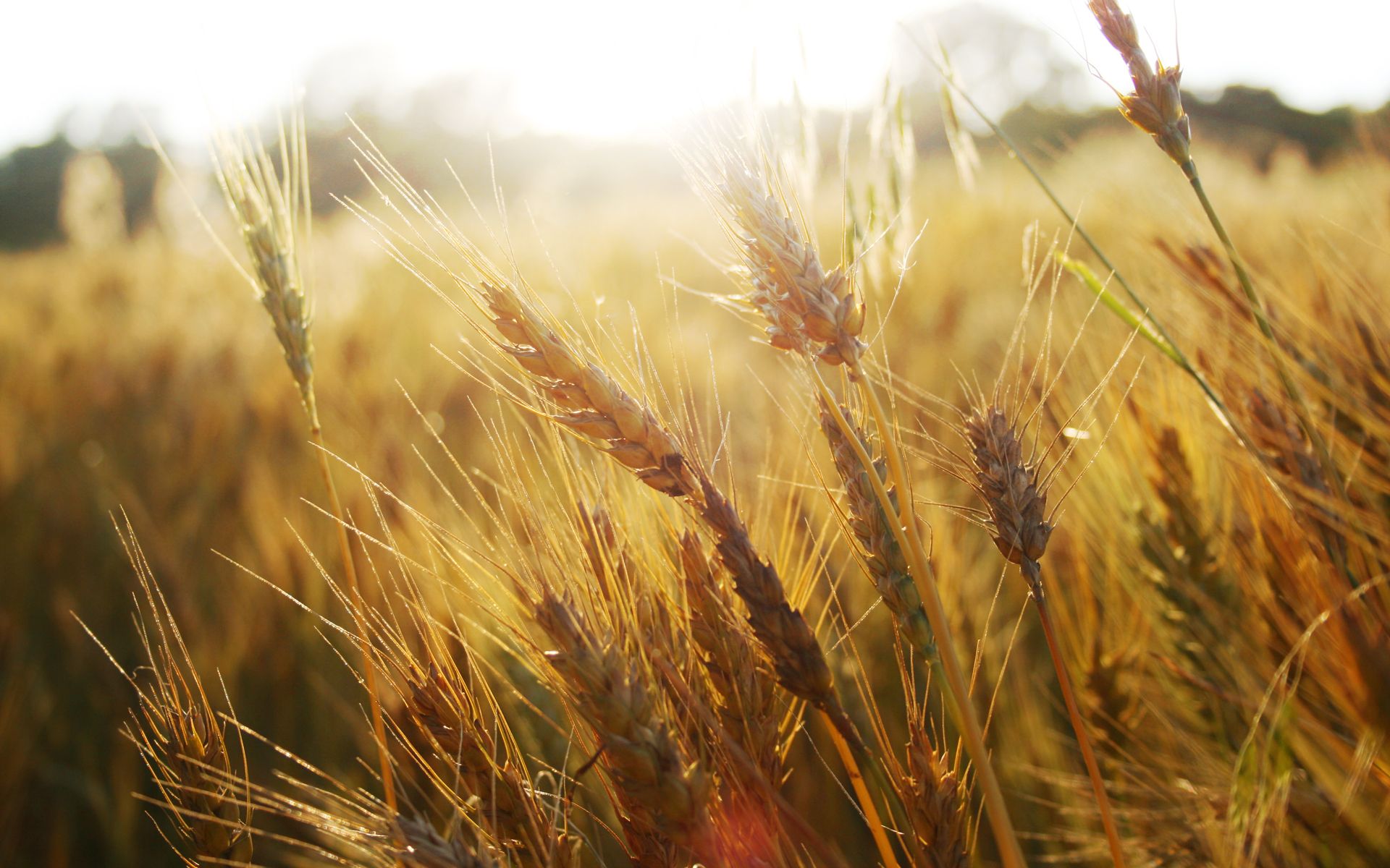 Fonds d'cran Nature Champs - Prairies champ de bl