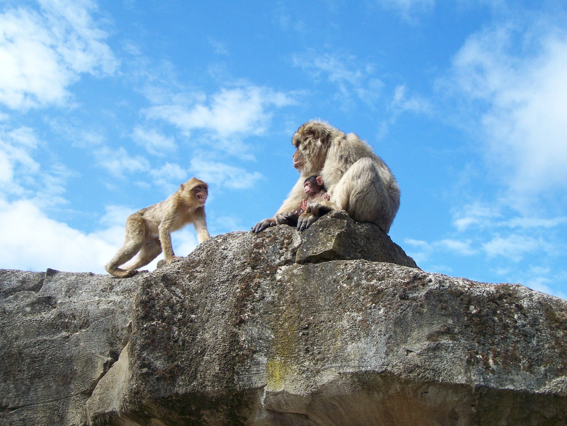 Fonds d'cran Animaux Singes 