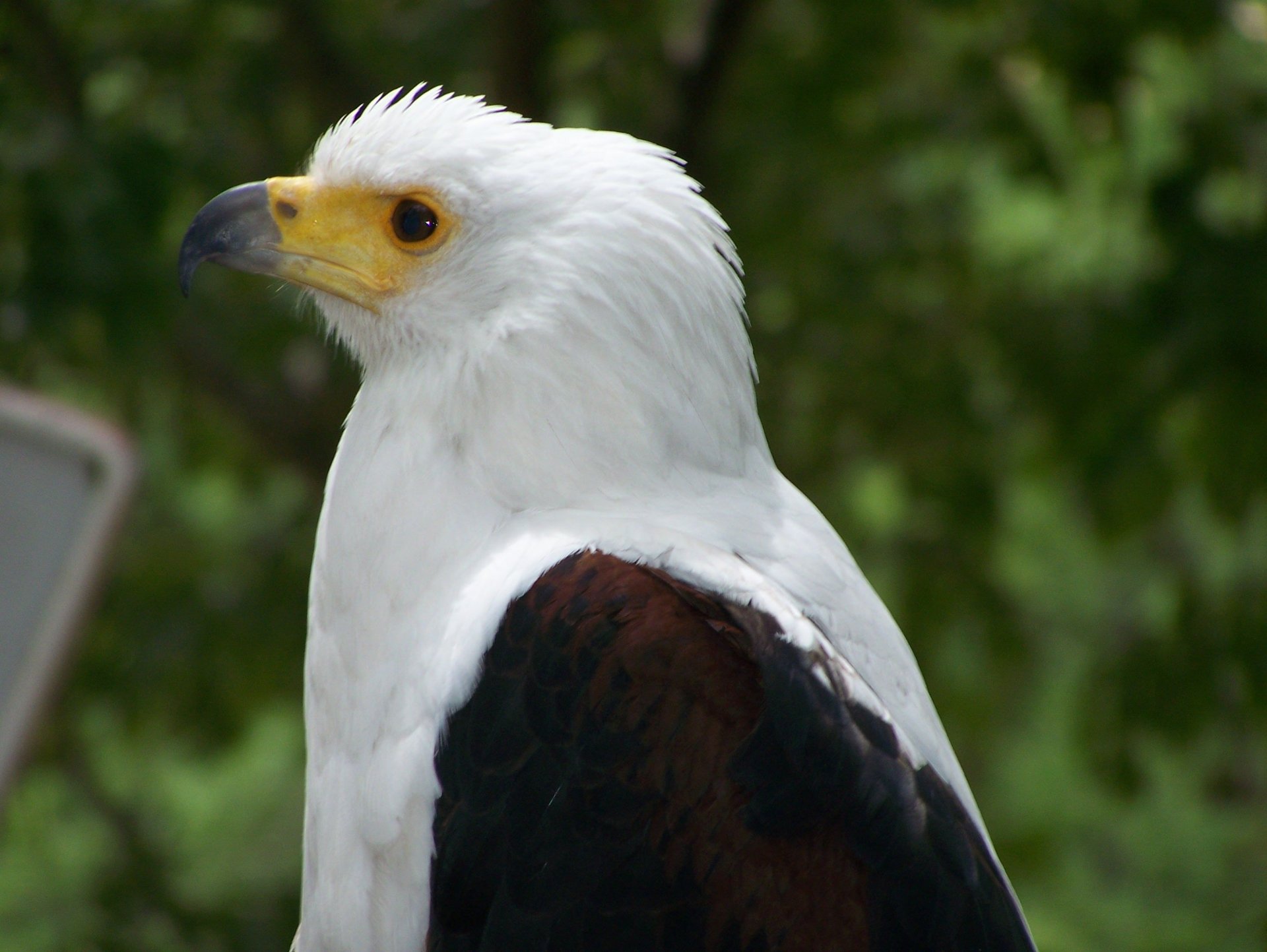 Wallpapers Animals Birds - Eagles 