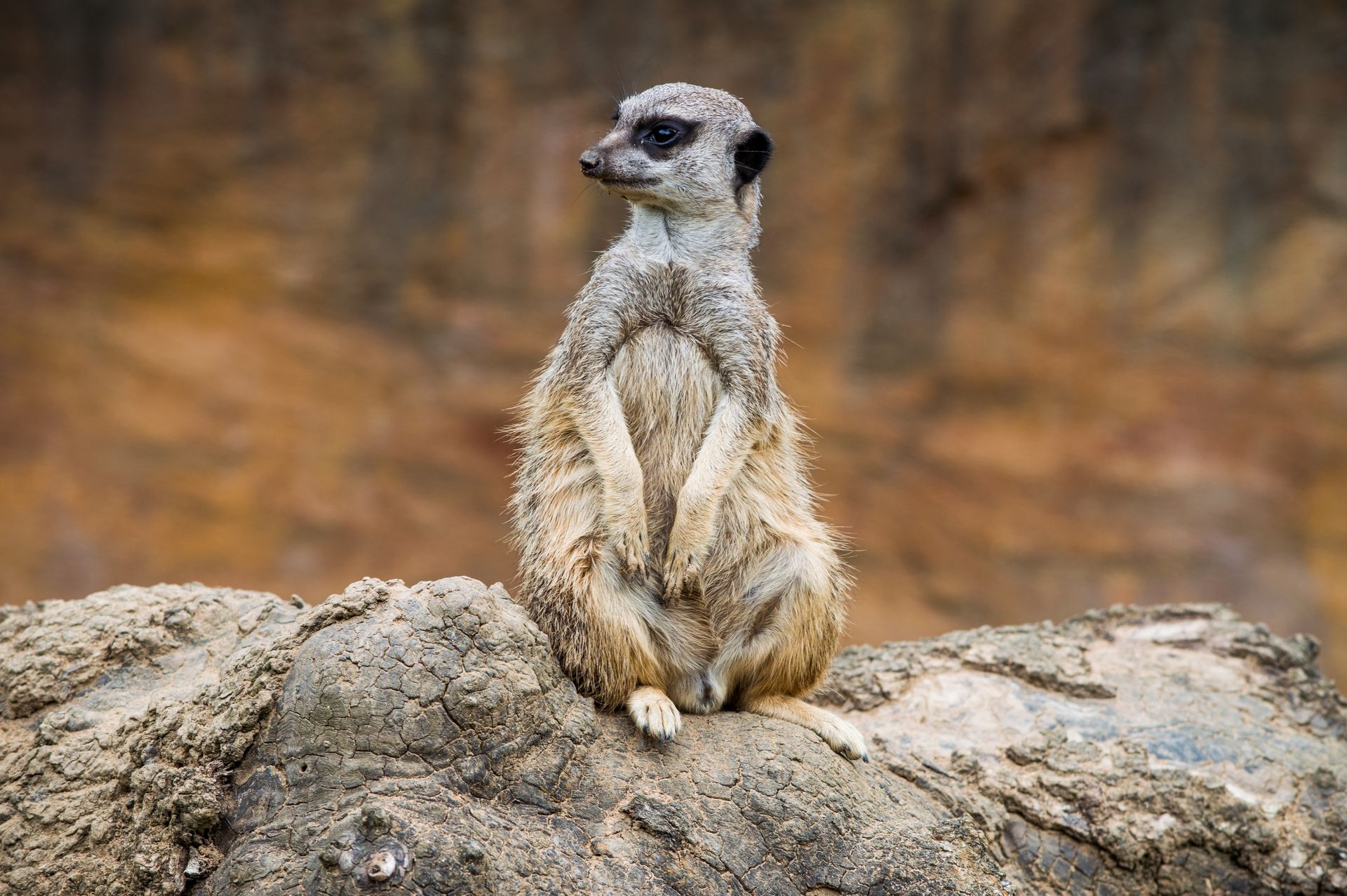 Fonds d'cran Animaux Suricates 