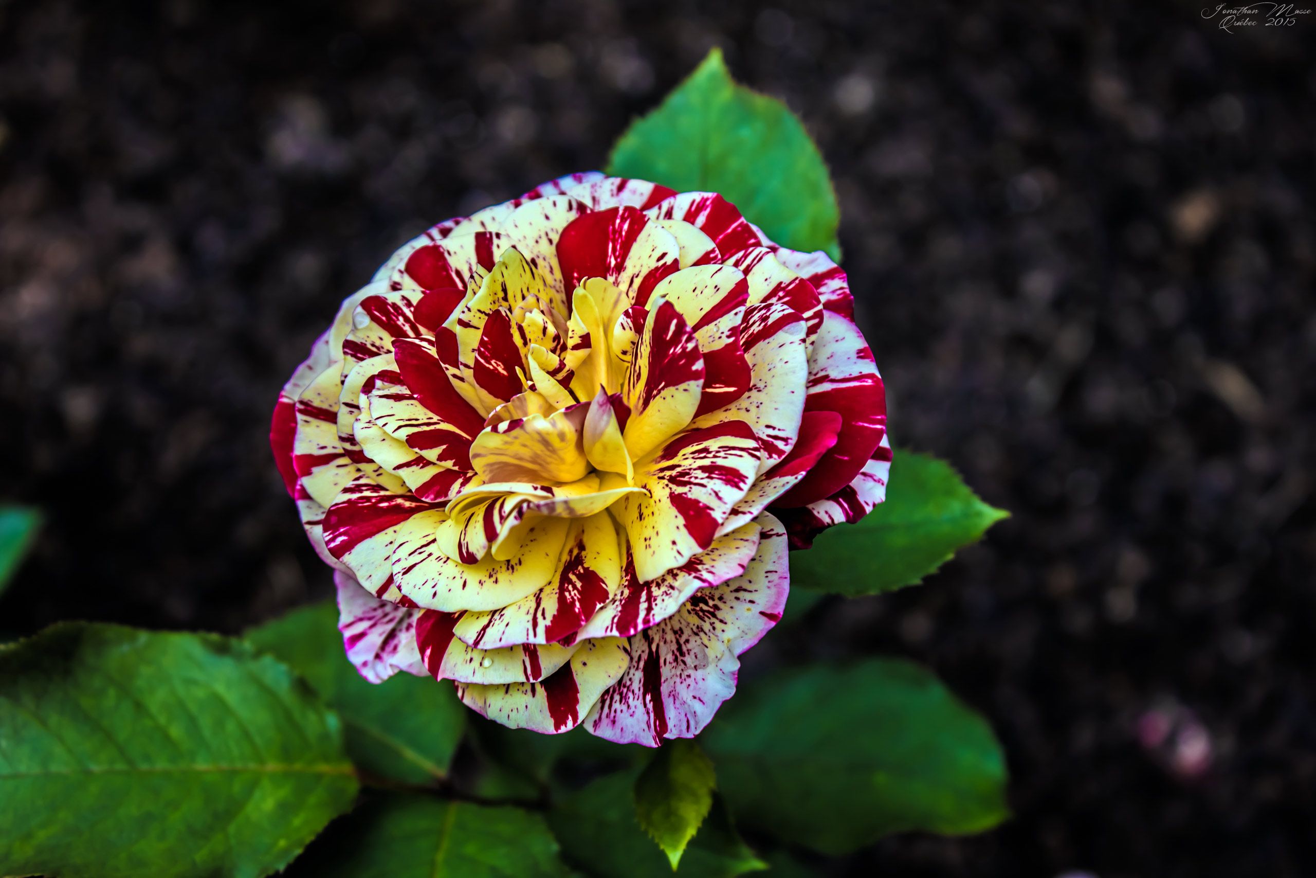 Fonds d'cran Nature Fleurs Rose