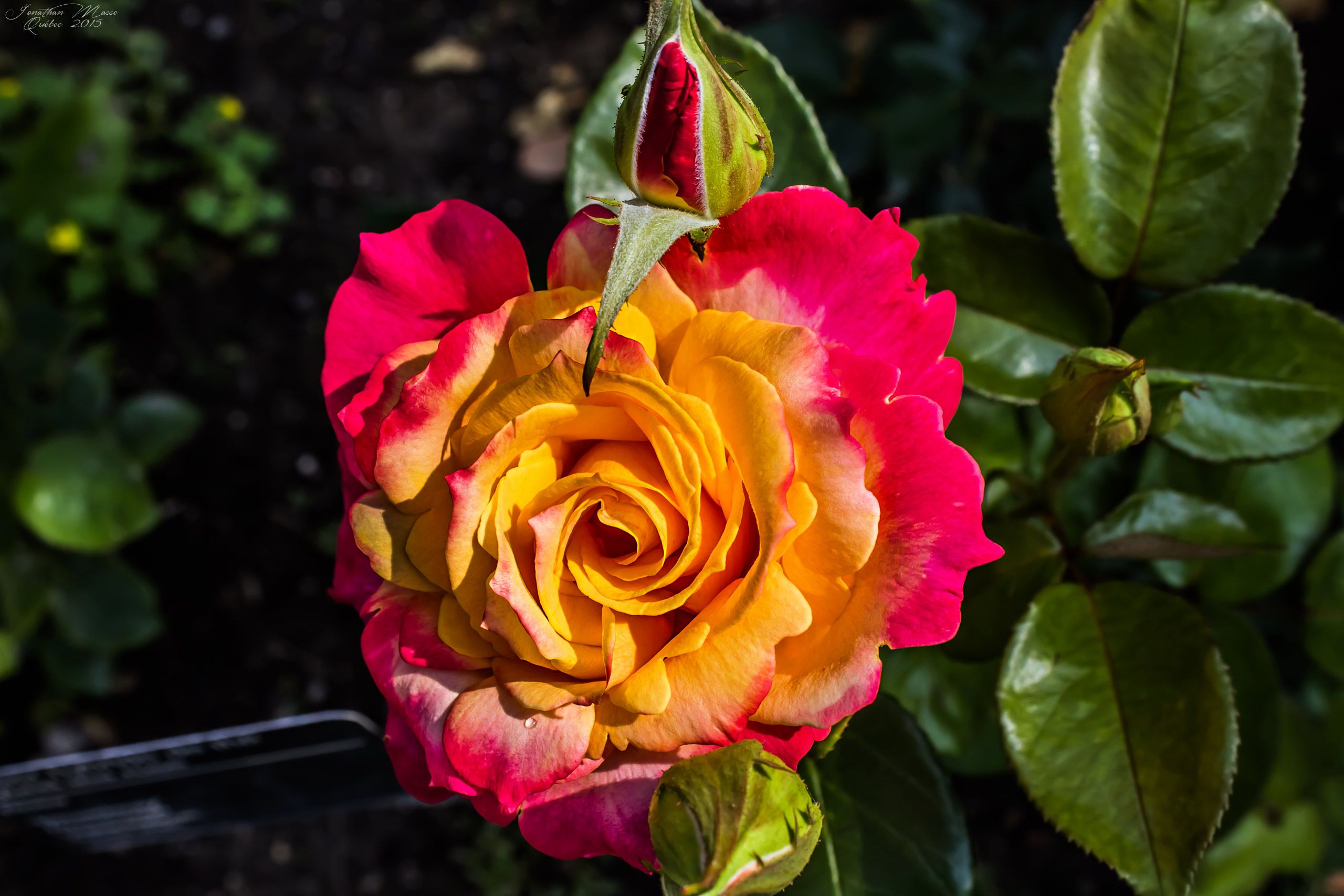 Fonds d'cran Nature Fleurs Rose