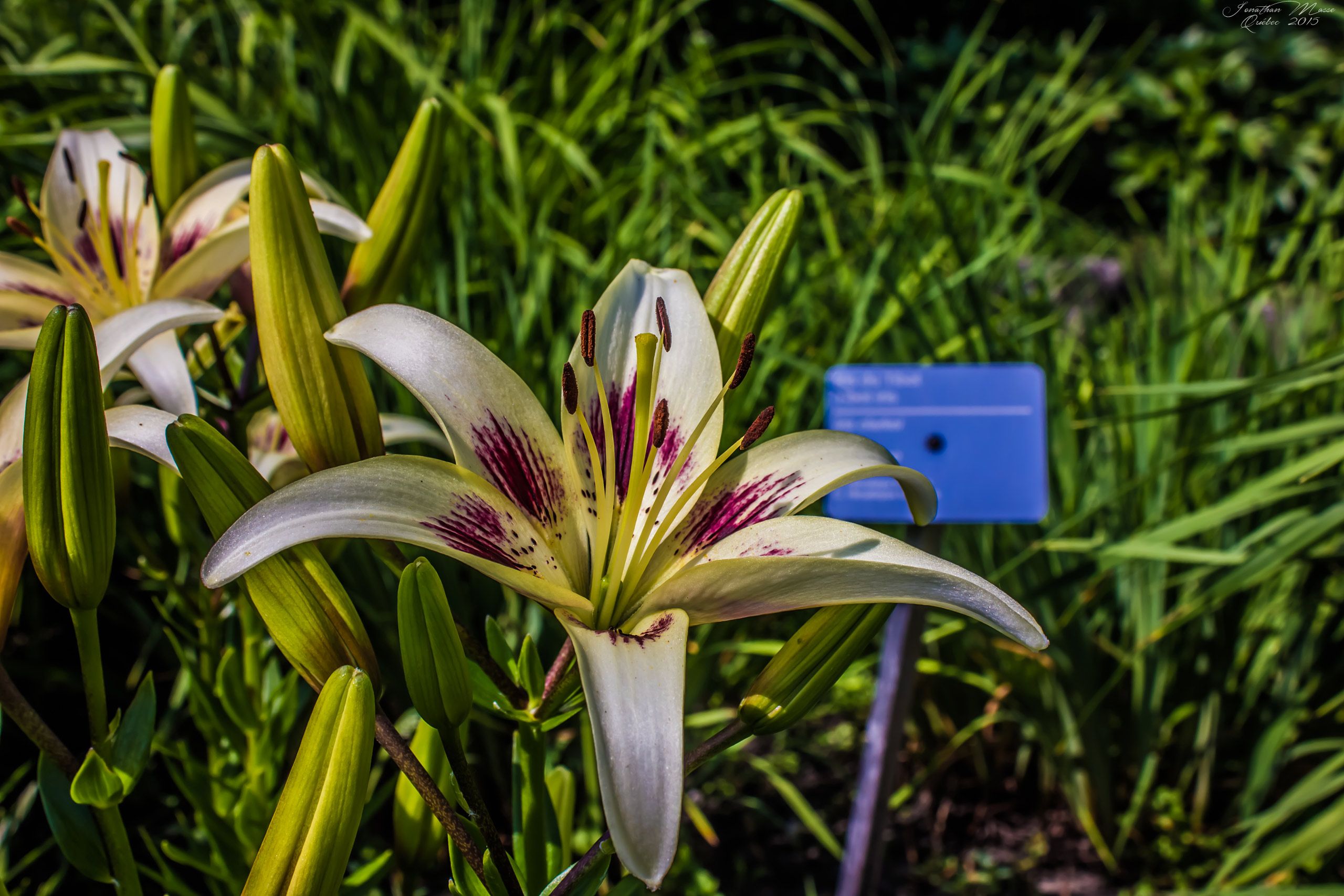 Fonds d'cran Nature Fleurs Fleur