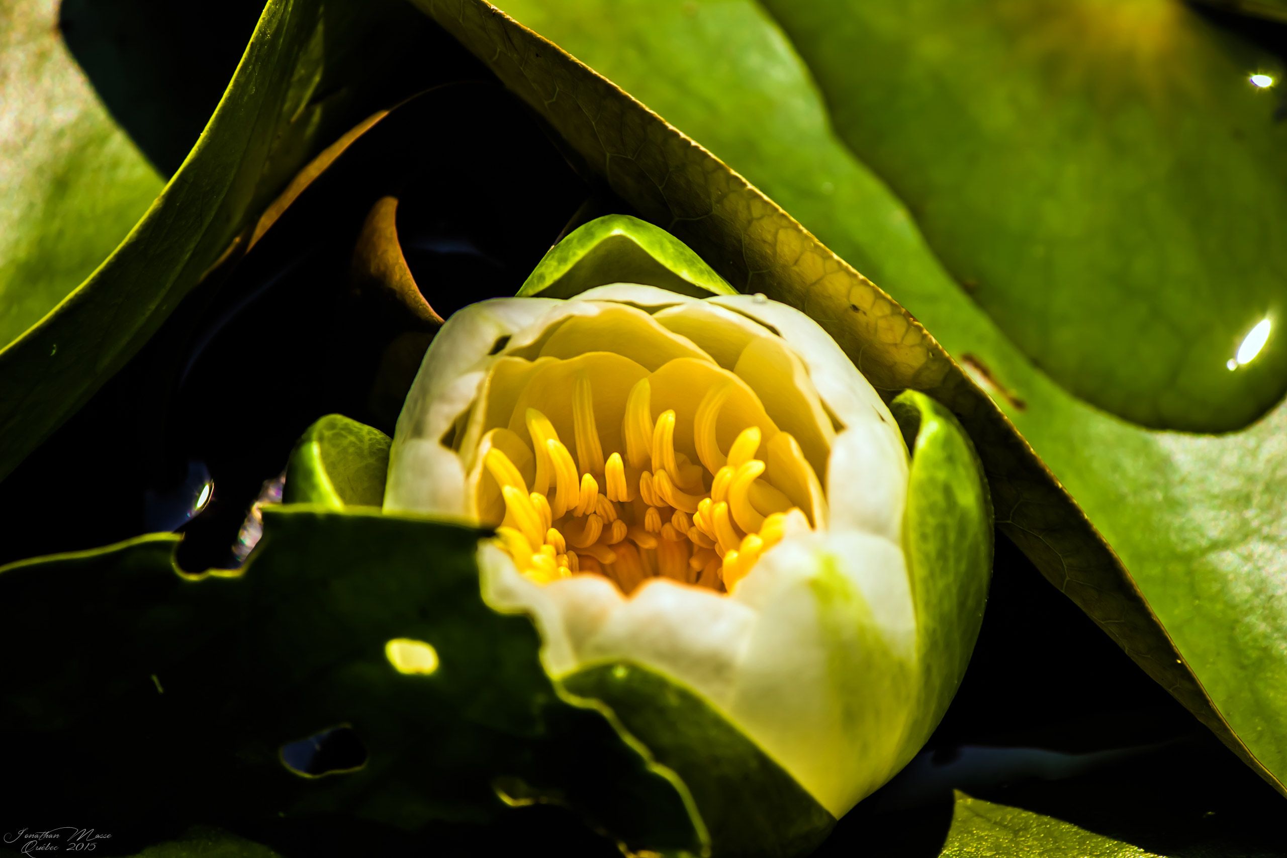 Fonds d'cran Nature Fleurs Nénuphar