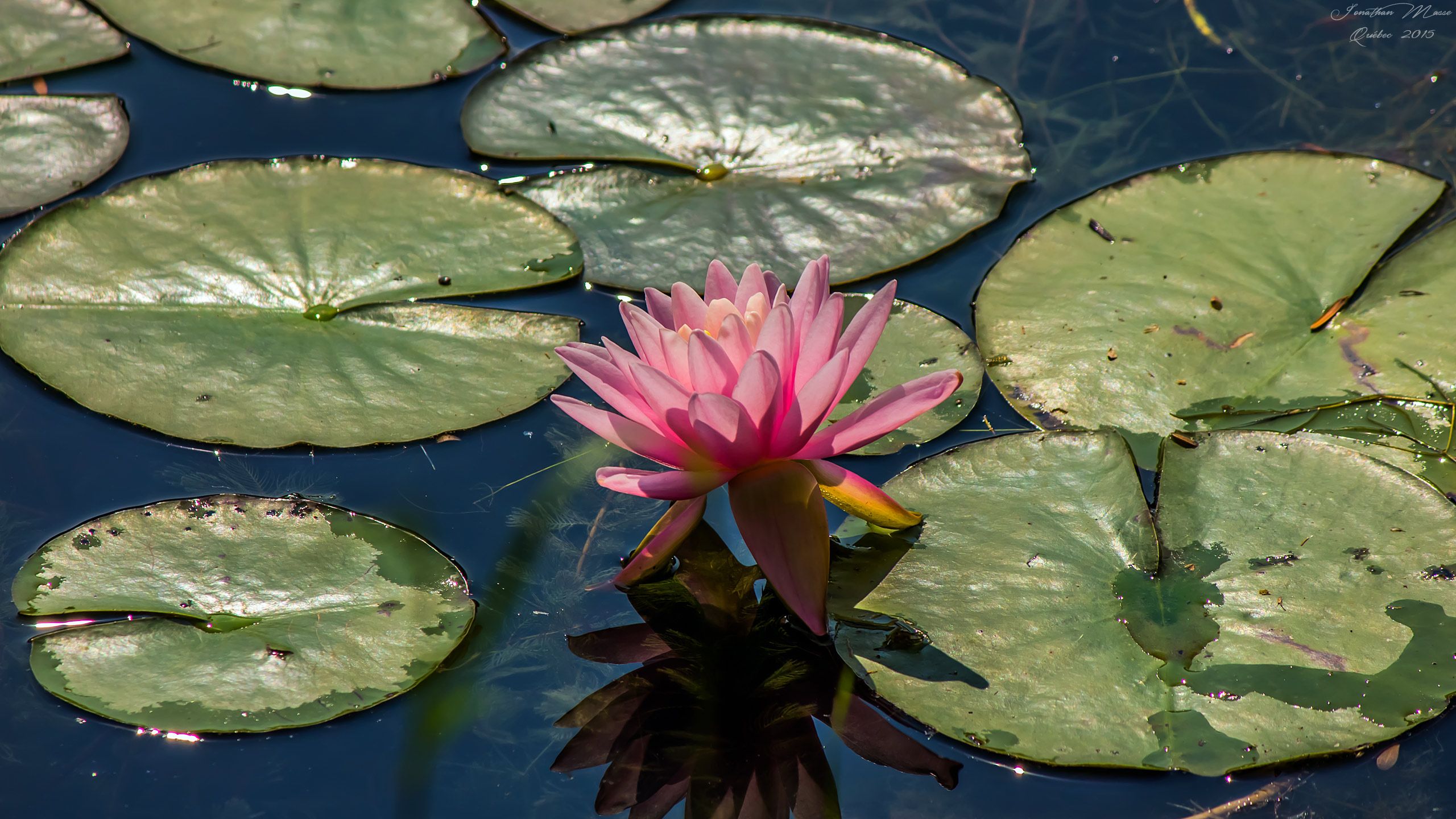 Fonds d'cran Nature Fleurs Nénuphar