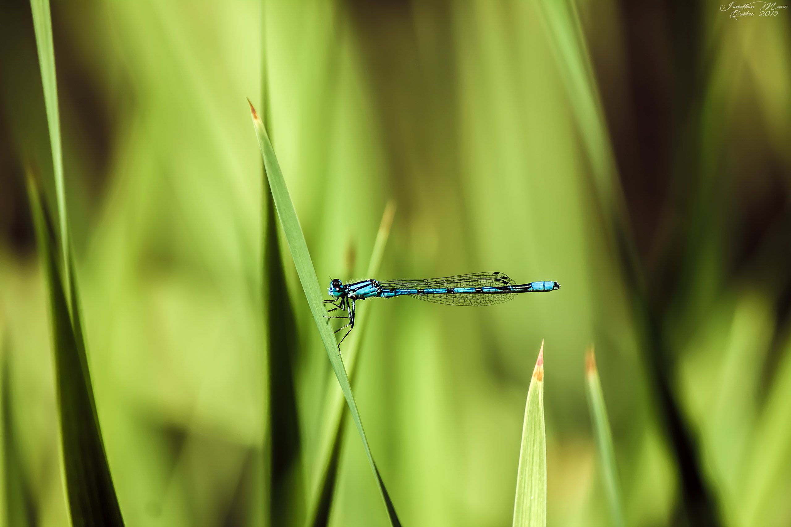 Wallpapers Animals Insects - Dragonflies Libellule bleue