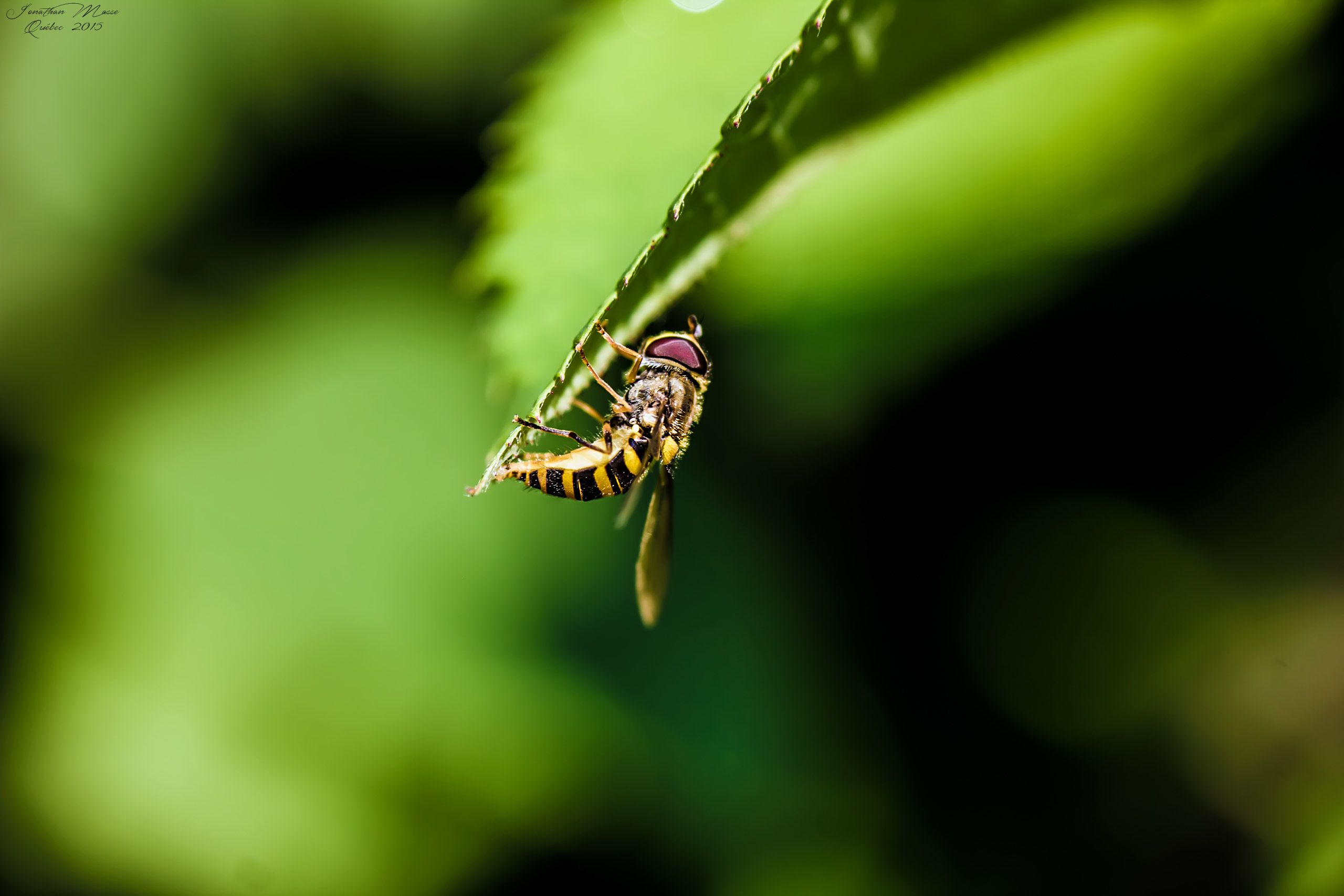 Fonds d'cran Animaux Insectes - Abeilles Gupes ... Macro de gupe