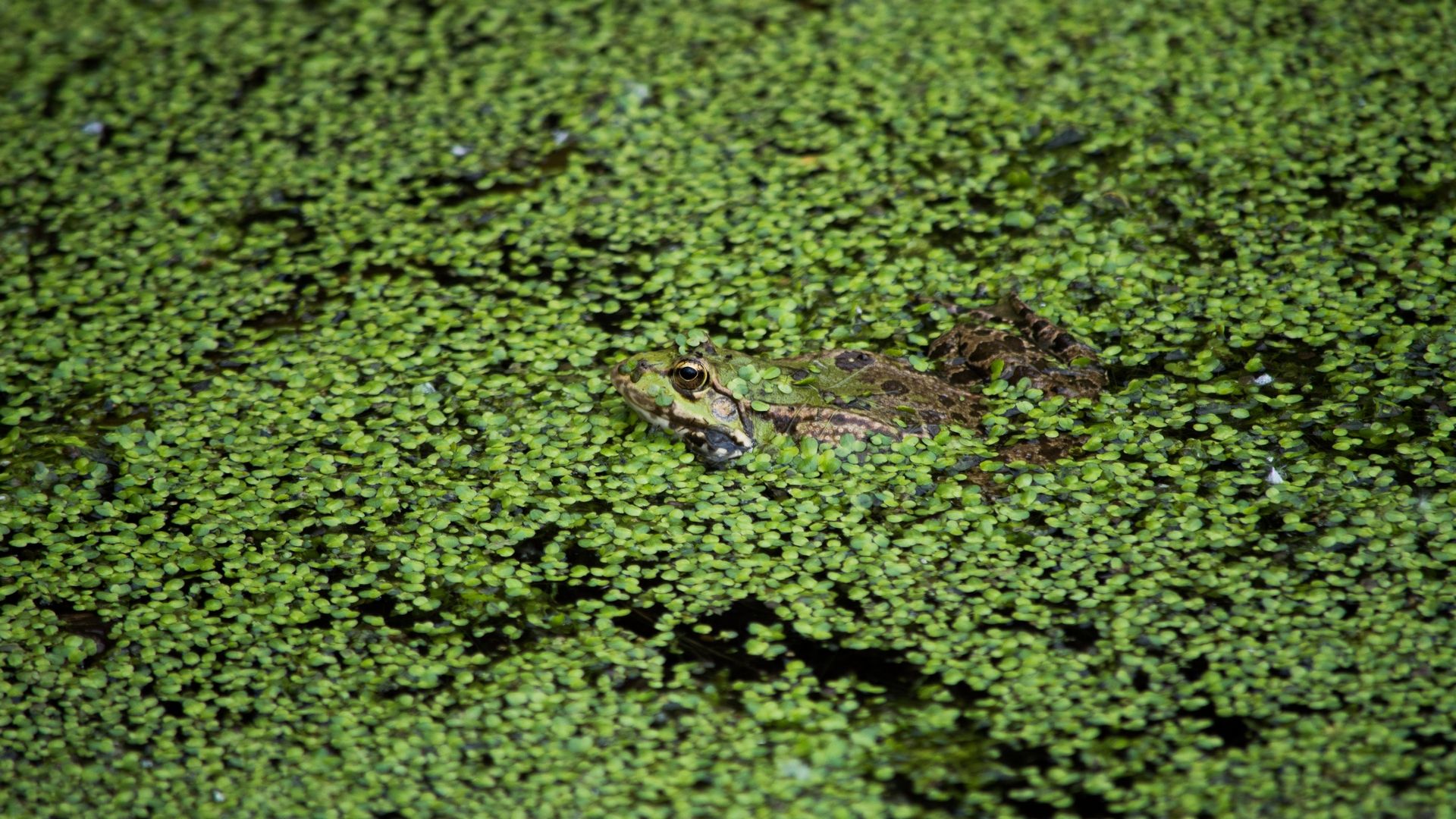 Wallpapers Animals Frogs - Toads 