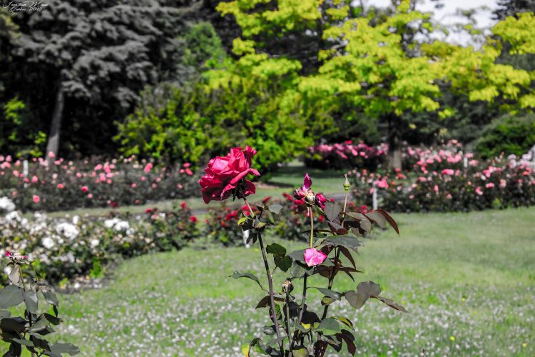 Fonds d'cran Nature Fleurs Rose