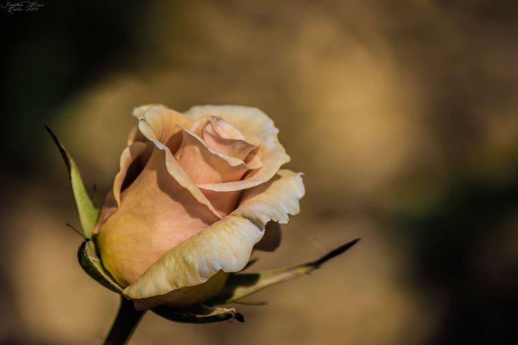 Fonds d'cran Nature Fleurs Rose