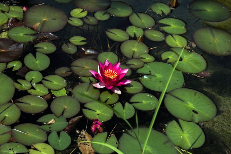 Fonds d'cran Nature Fleurs Nénuphar