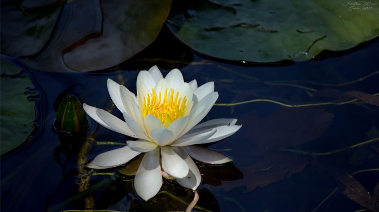 Fonds d'cran Nature Fleurs Nénuphar