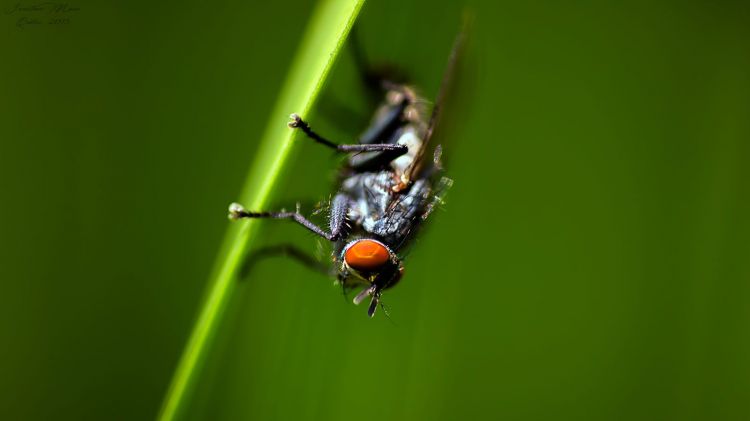 Fonds d'cran Animaux Insectes - Mouches Macro de mouche