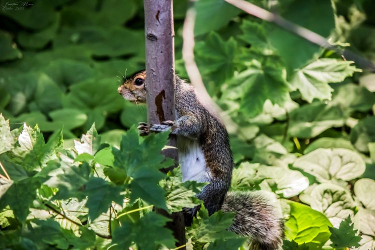 Fonds d'cran Animaux Rongeurs - Ecureuils Ecureuil gris