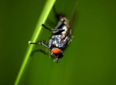  Animaux Macro de mouche