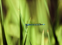  Animaux Libellule bleue