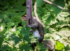  Animaux Ecureuil gris