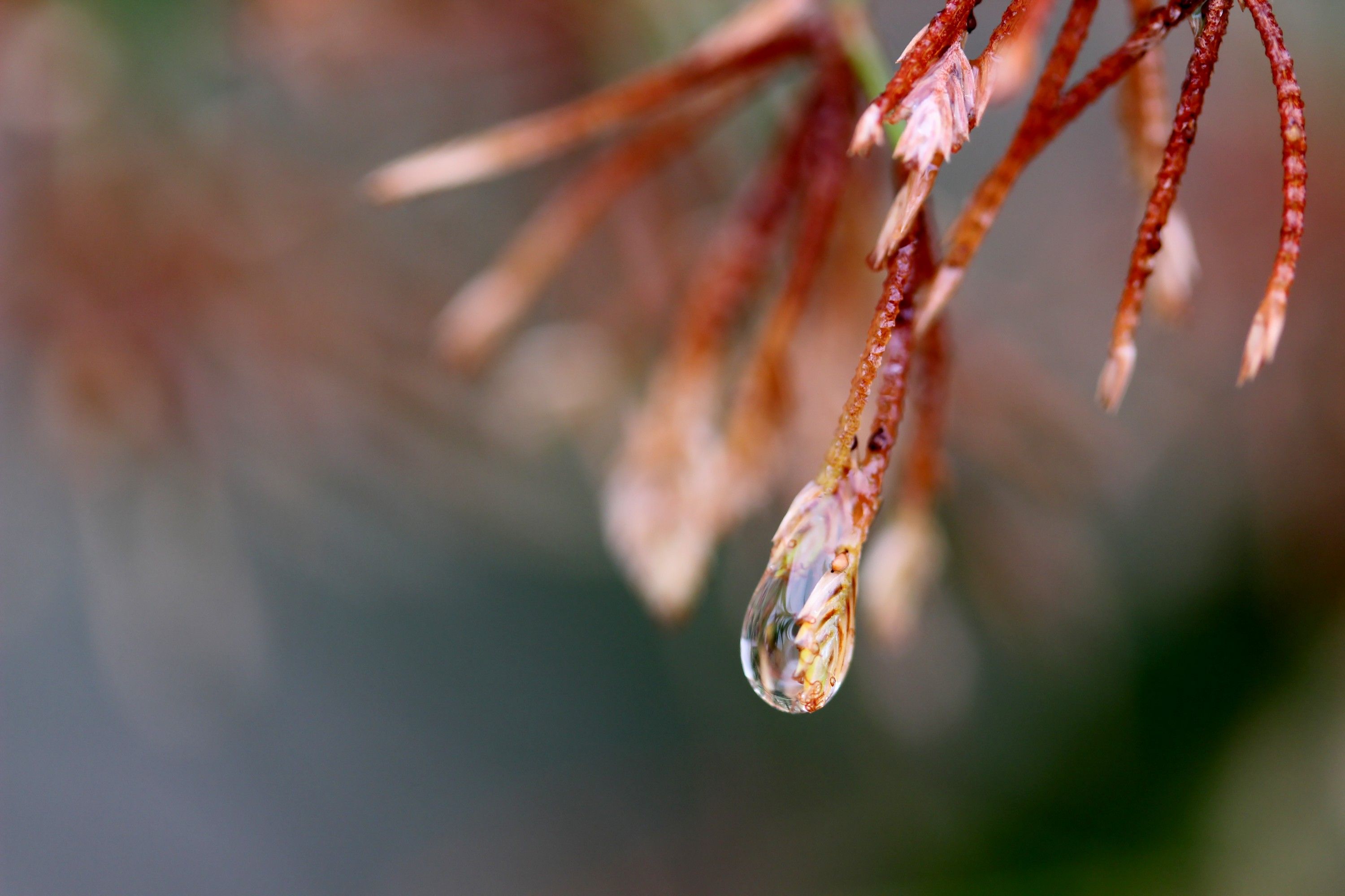 Wallpapers Nature Water - Drops 