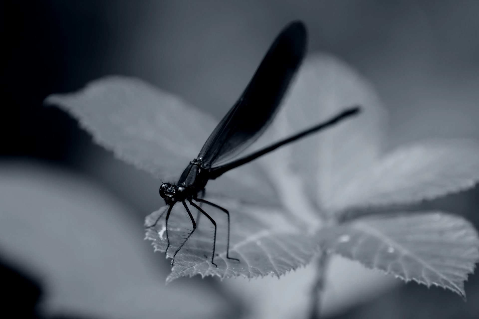 Fonds d'cran Animaux Insectes - Libellules 