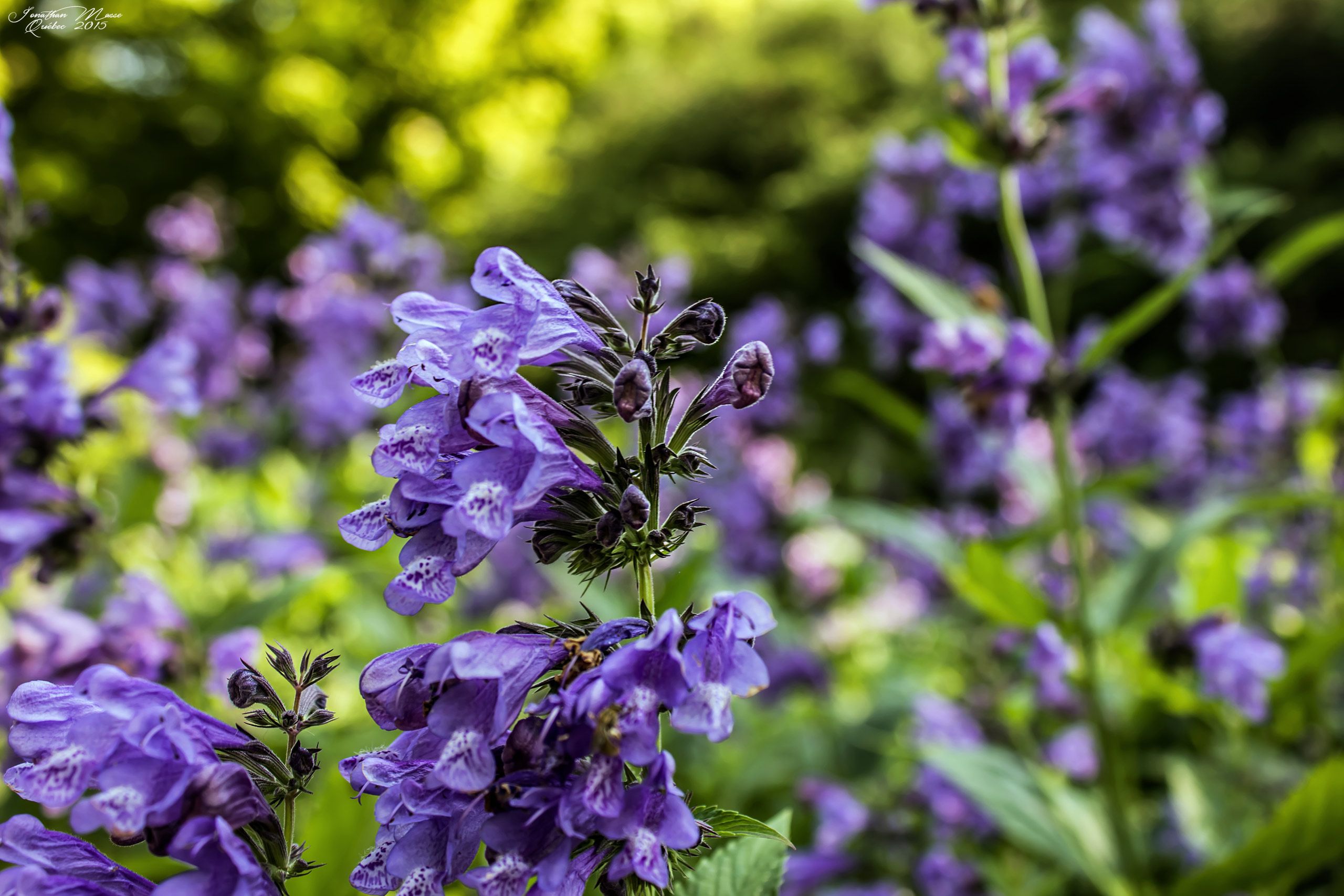 Fonds d'cran Nature Fleurs Fleurs bleues